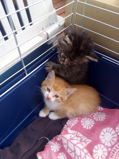 4 котёнка, 1,5 месяца.
