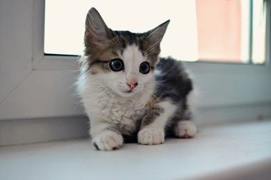 Котёнок в добрые руки!