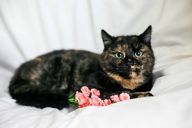 Стихийнику нужна помощь кормом! 12 котов на грани голода! Коты ищут дом!, фото 2