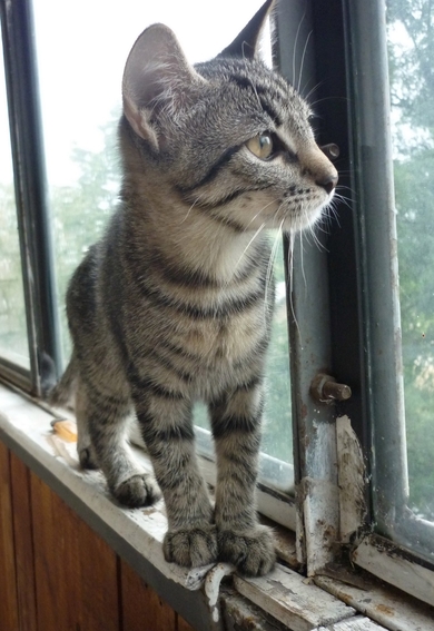 В добрые руки котёнок - тигренок., фото 2
