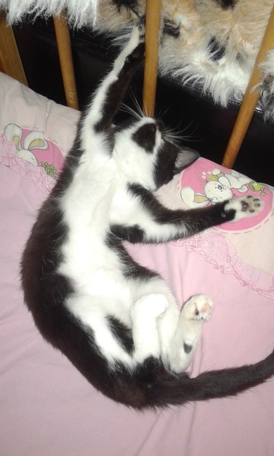 Котёнок в добрые руки!, фото 3