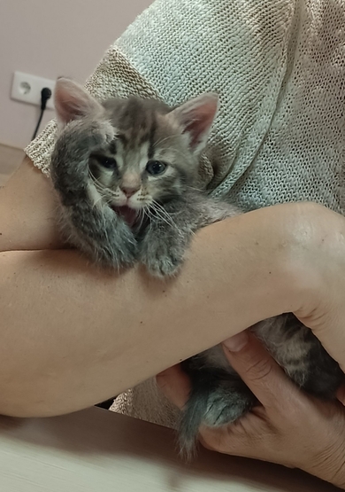 Котенок в дар