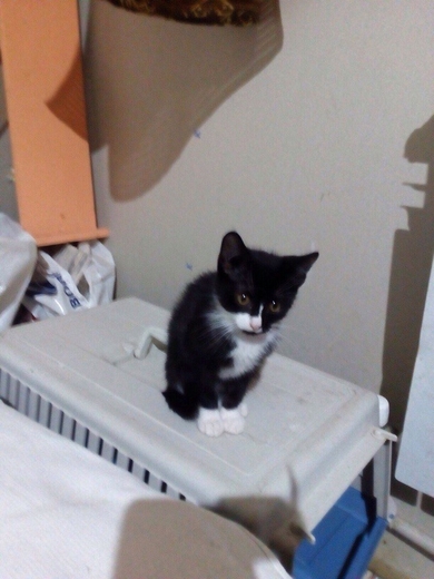 Котята в добрые руки!, фото 2