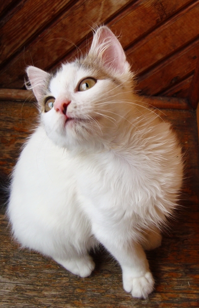 Котёнок в дар, фото 2