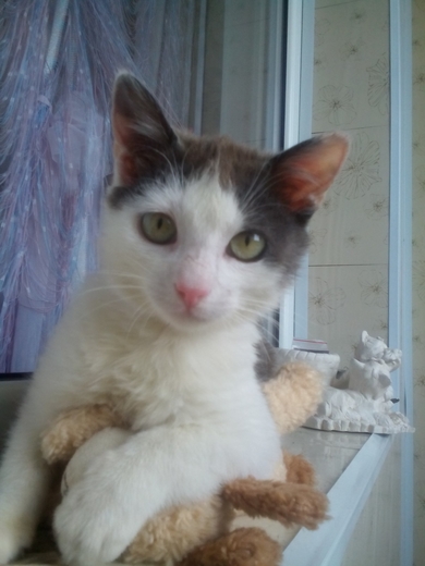 Котёнку Баксу нужны мама, можно без папы.