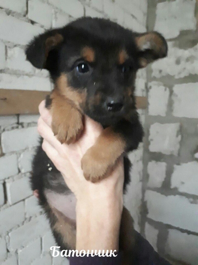 Щенули ищут дом!!!, фото 3