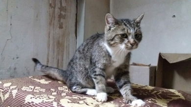 Момо СРОЧНО нужна передержка или сразу новый ДОМ!!!, фото 3