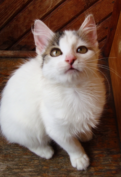 Котёнок в дар