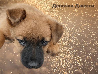 Найдена собака в районе улицы Севастопольской, фото 4