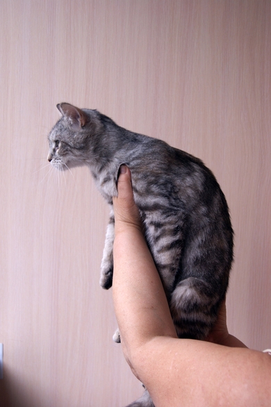 Молодая, ласковая и чистоплотная кошечка. , фото 4