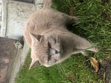 Найдена кошка британка, фото 1