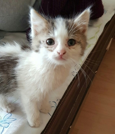 Срочно котенку нужен дом или передержка