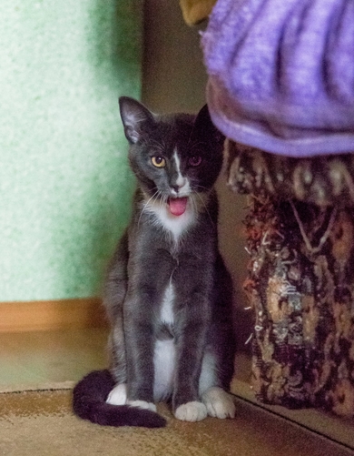 Юный Тёмка ищет ДОМ!