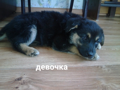 В добрые руки щенки., фото 3