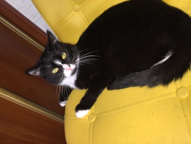 Найдена чёрная кошка с белыми носочками, фото 3