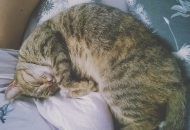 Кошка ищет дом!!!, фото 3