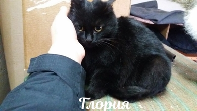 Глория ищет дом!!!