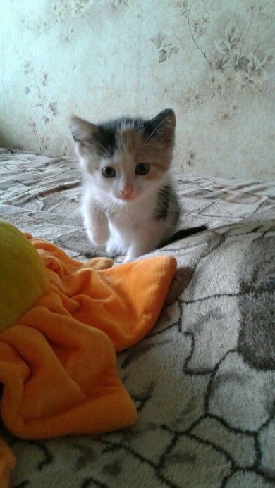 В ответственные руки котята., фото 3