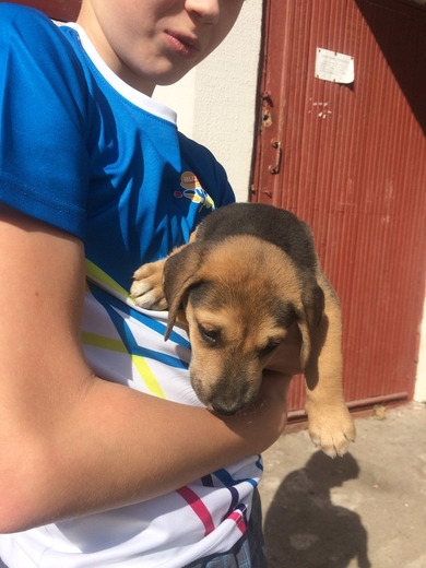 Щенок мальчик в дар