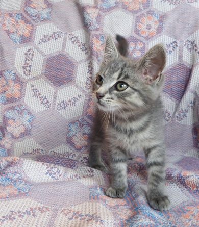 Ласковый которебенок, девочка, 1,5 месяца ищет маму и папу. , фото 2
