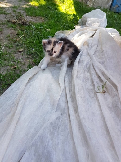 Срочно нужен дом или передержка маленькому котенку, фото 3