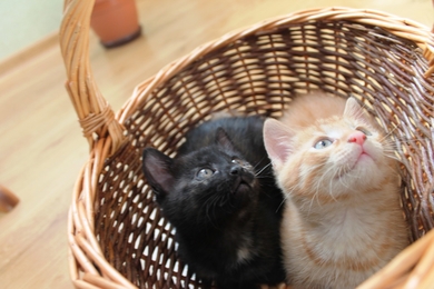 Красивый рыжий котёнок в хорошие руки., фото 3