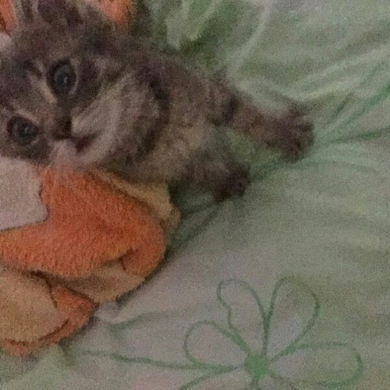 Котенок ищет дом, фото 3