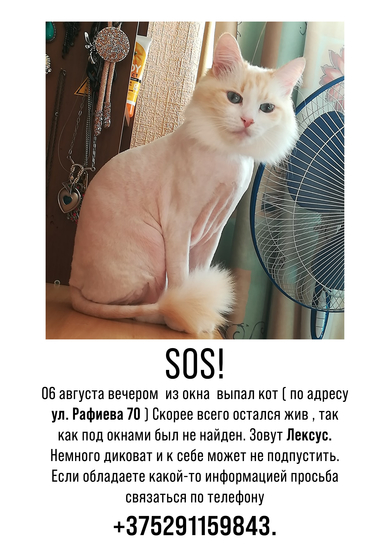 SOS потерян кот 