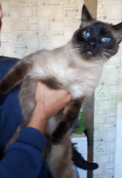 Сиамская кошка, фото 2