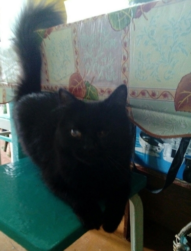 СРОЧНО в хорошие руки кот и кошка., фото 2