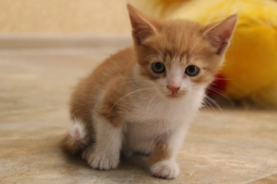 Милые котята ищут дом!, фото 3