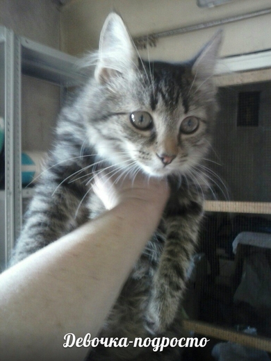 Красивые котята - подростки срочно ищут ДОМ!