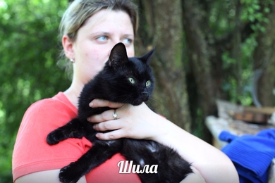 Кошечка Шила ищет ДОМ!