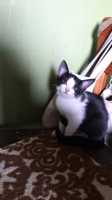Нужны СРОЧНО ручки котятам.
