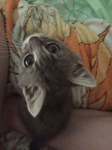 Котенок ищет дом, фото 2