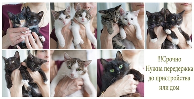 Красивые котята и очаровательные кошки ищут дом!