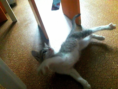Красивый котёнок ищет дом!, фото 3
