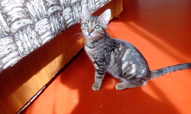 Отдаётся сухопутная коточерепашка, фото 2