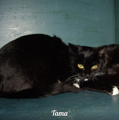 Красивая девочка Тата ищет дом!, фото 2