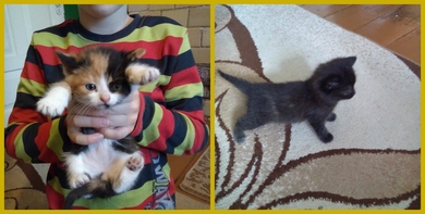 Котята ищут дом!