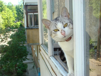 Отдается прекрасный котик., фото 2