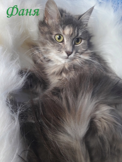 Фаня - самая уютная кошка - ищет дом., фото 2