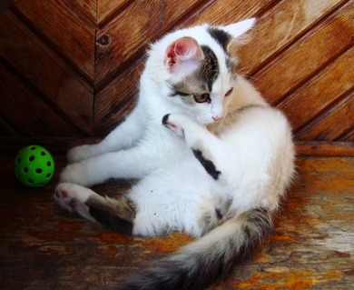 Котёнок в дар, фото 4