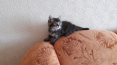 Котёнок в добрые руки!, фото 2