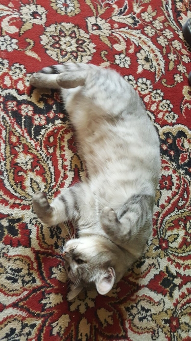 Кошечка цвета 