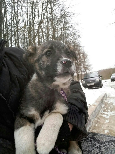 Сладкая Зефирка ищет дом! , фото 2