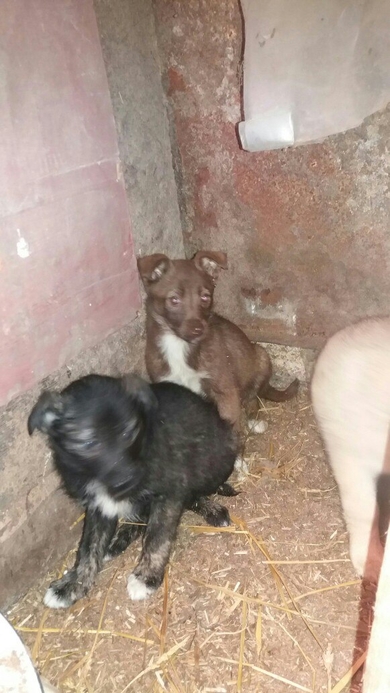 Щенки в дар!