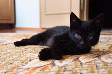 Срочно!!! Отдаю котенка по имени Том, 5-6 месяцев., фото 2