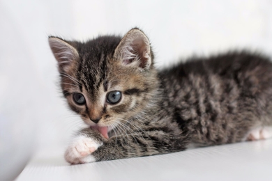 Ласковый котёнок в хорошие руки., фото 3