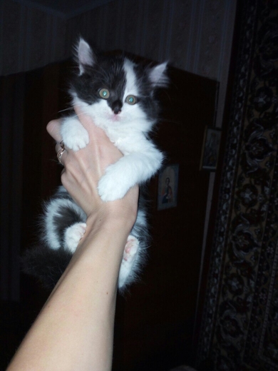 Отдам котят в ответственные руки., фото 3